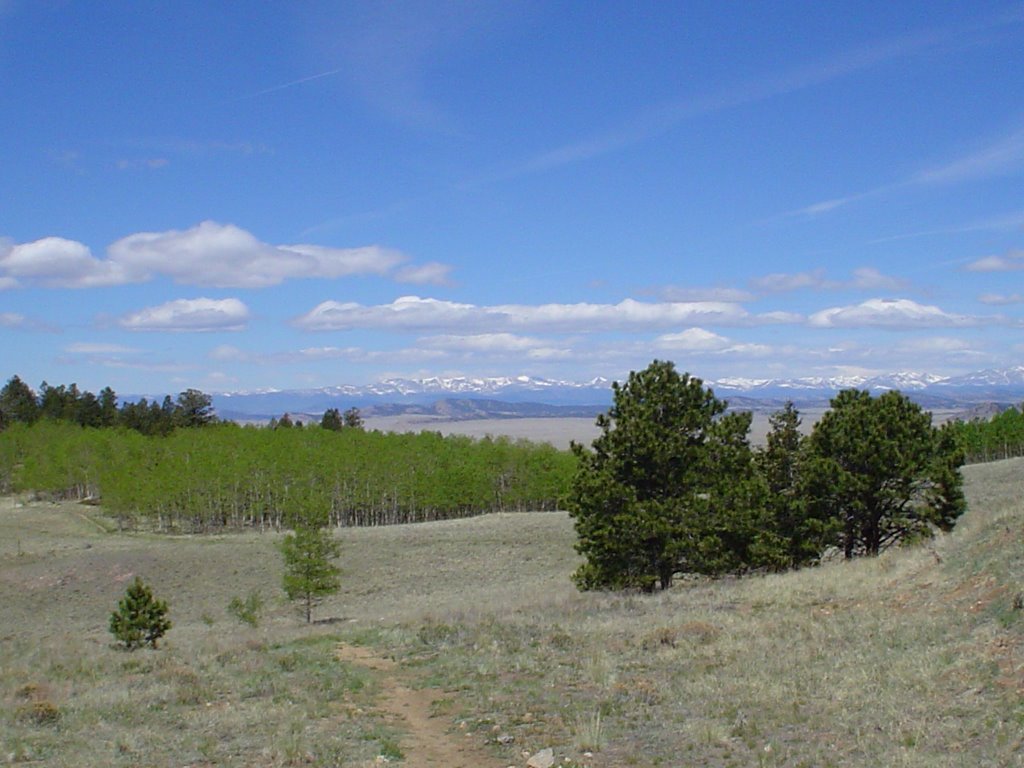 Meadow & aspen grove - view to west