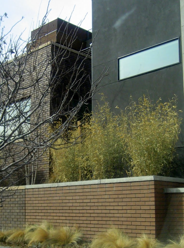 bamboo lives in a Colorado Winter