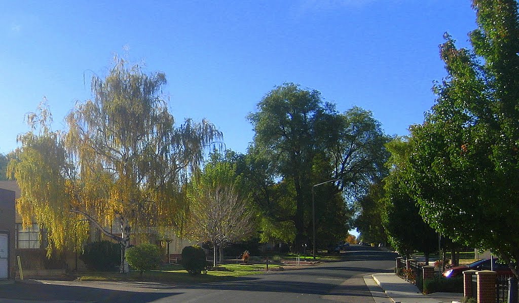 a fall weeping willow