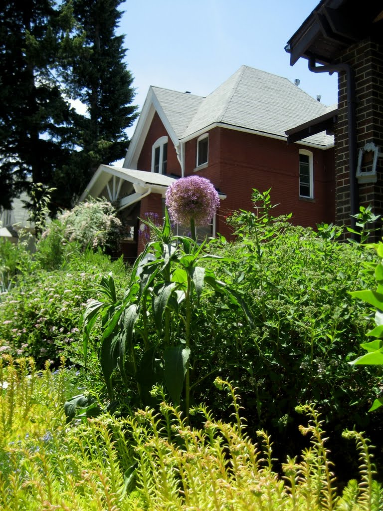 Alium