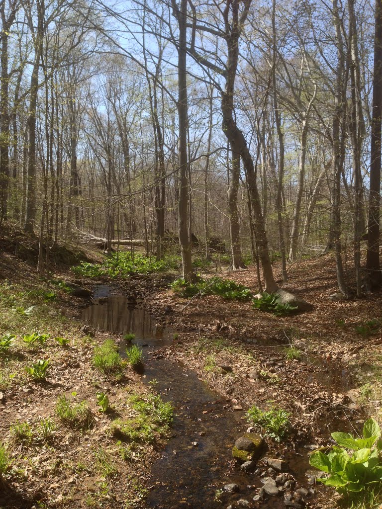 Yellow Trail