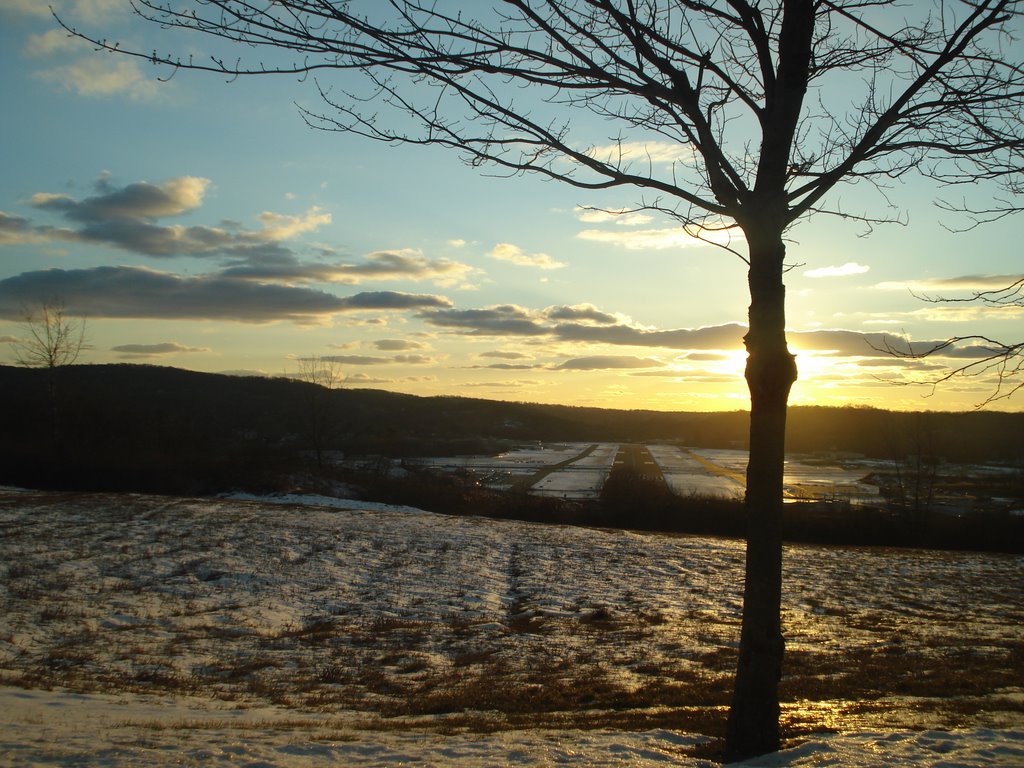 Sunset Tree