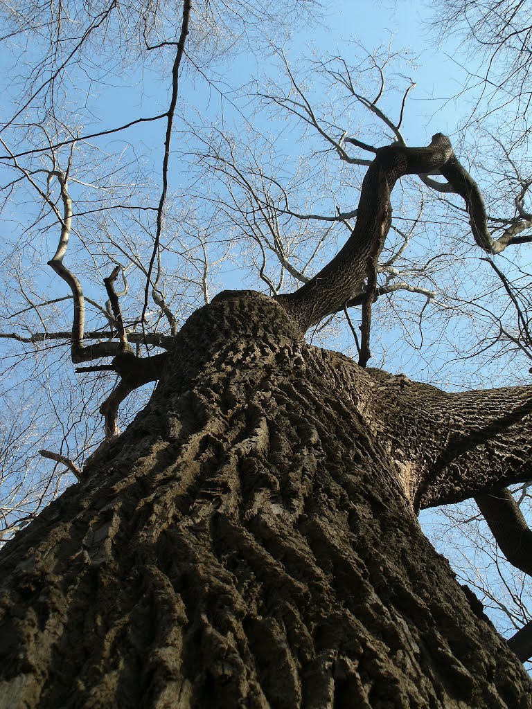 Majestic Giant of the New England Forest