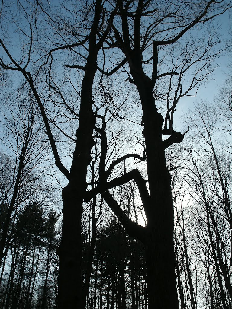 Awaiting New Life