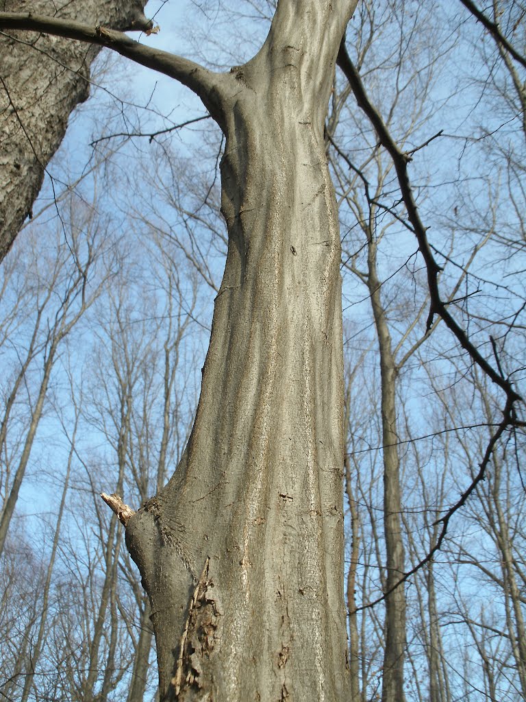 Natures Art
