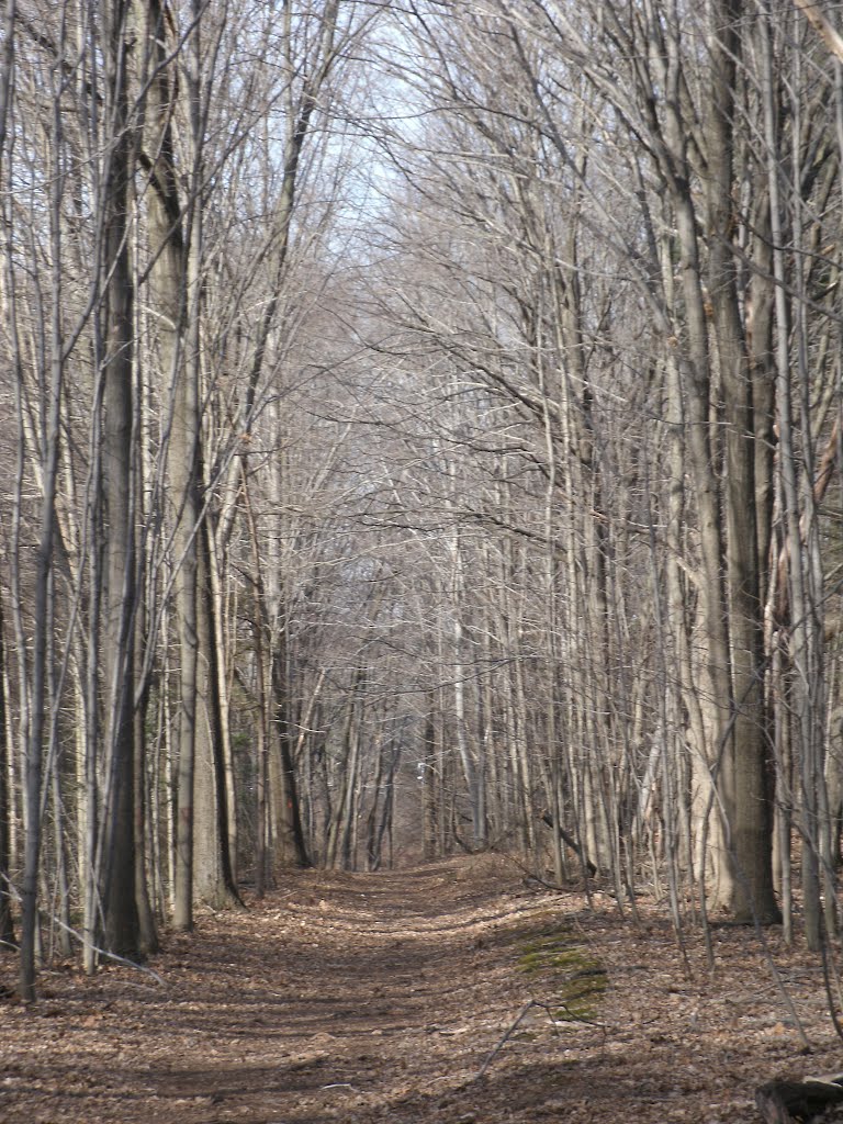 Forest Cathedral