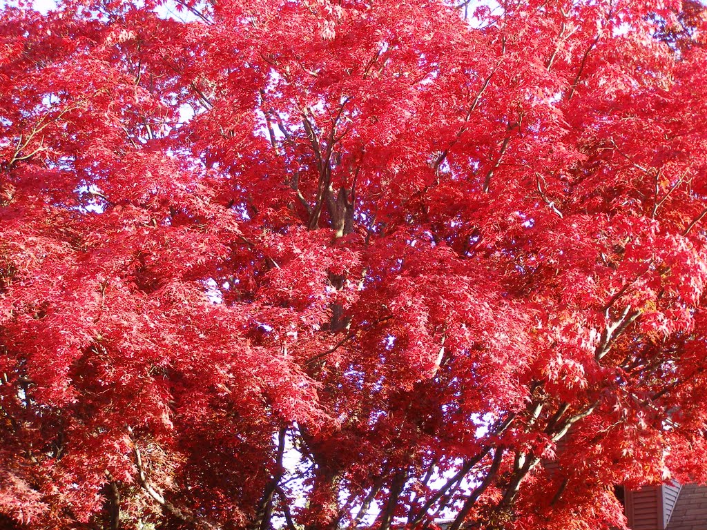 Fall in Manchester