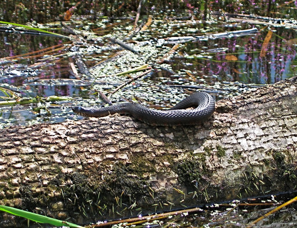 Floating Meadows wildlife--Snake