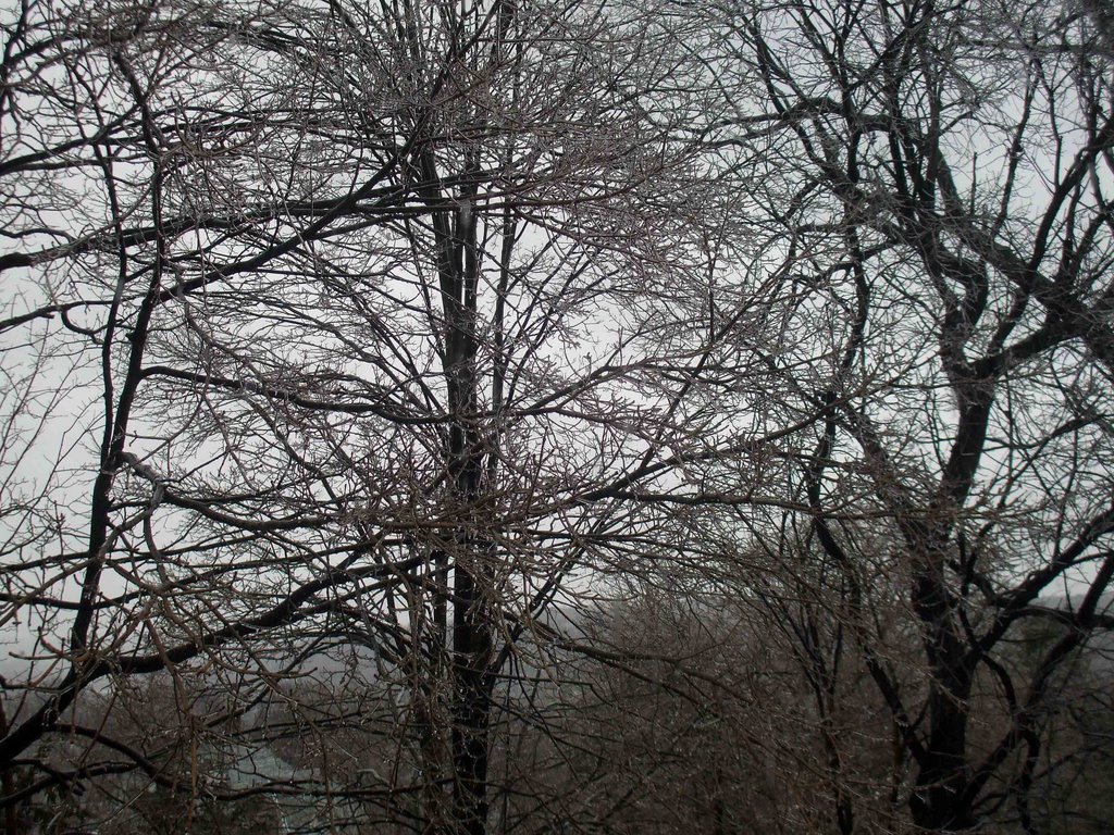 Icy trees