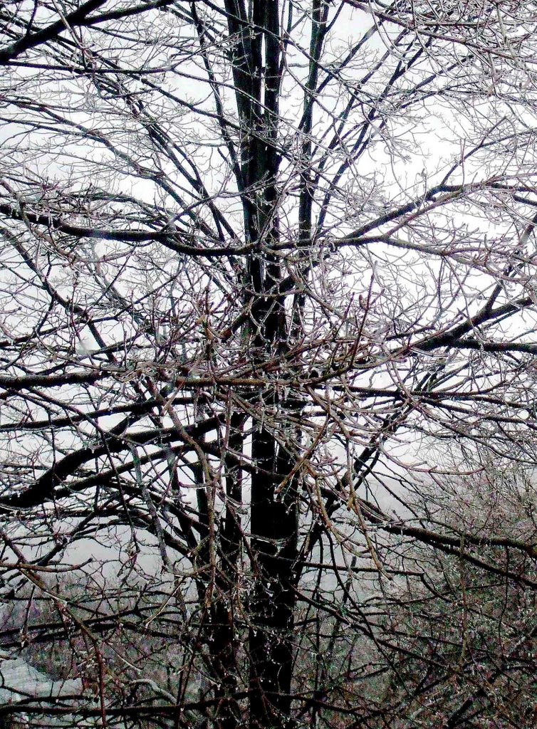 Icy trees