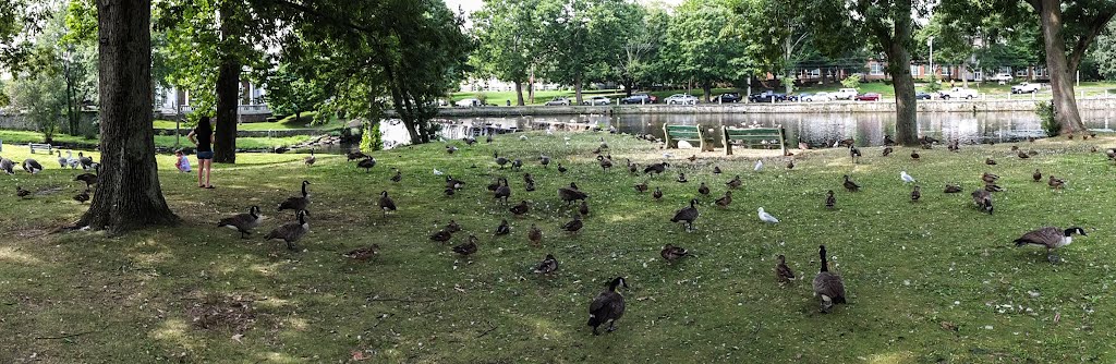 Upper Duck Pond