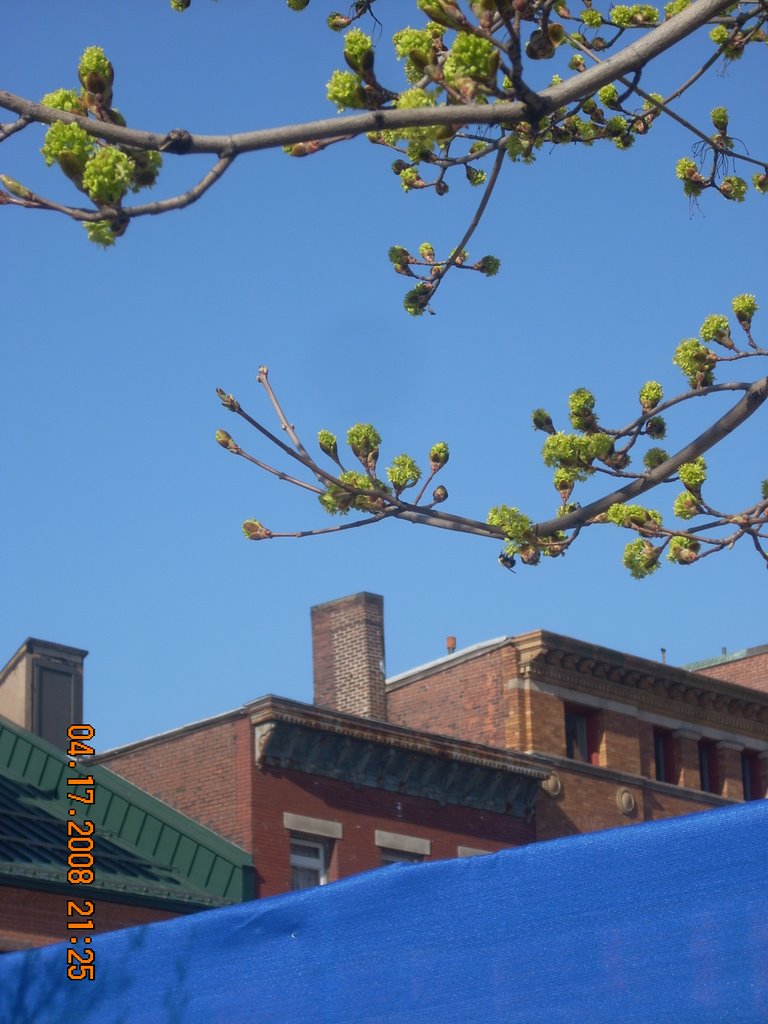 Trees Sprouting