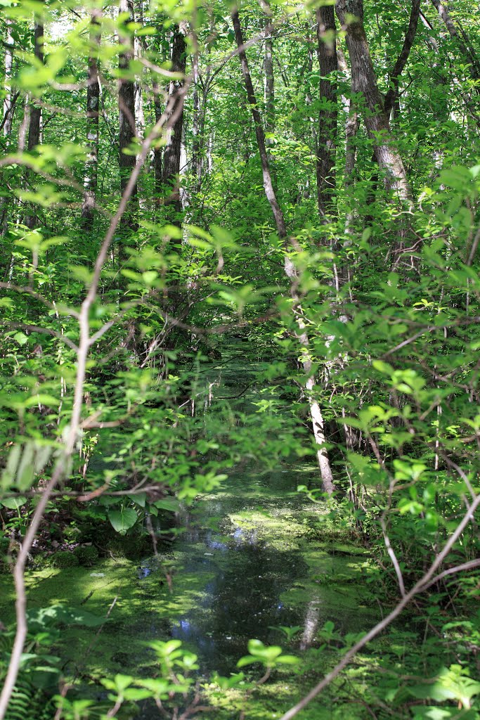 Red Maple Swamp