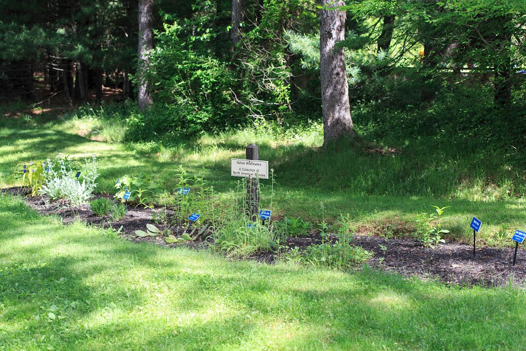 Collection of Native Wildflowers