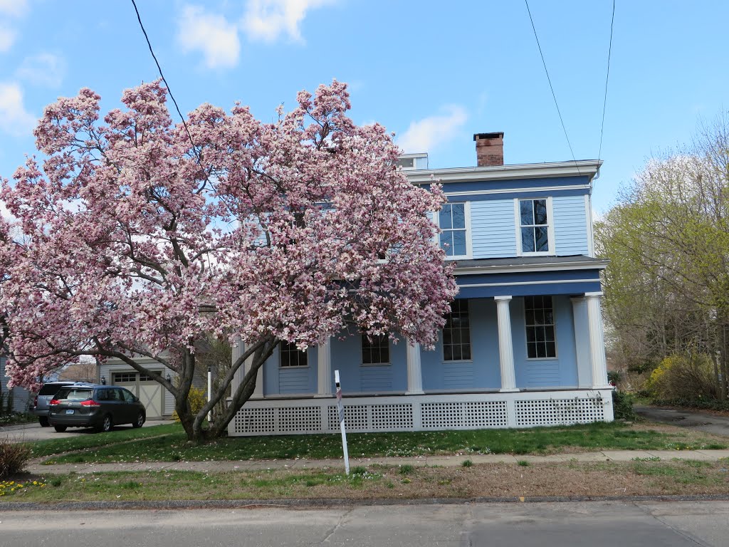 Pink Tree, Blue House