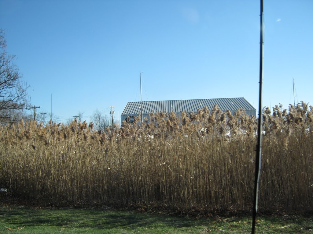 Marsh Grass