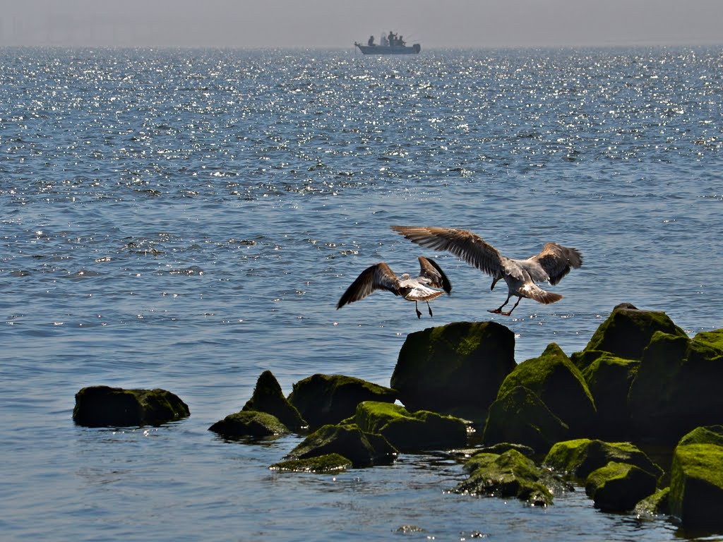 Bird versus Man. Who caught more fish?
