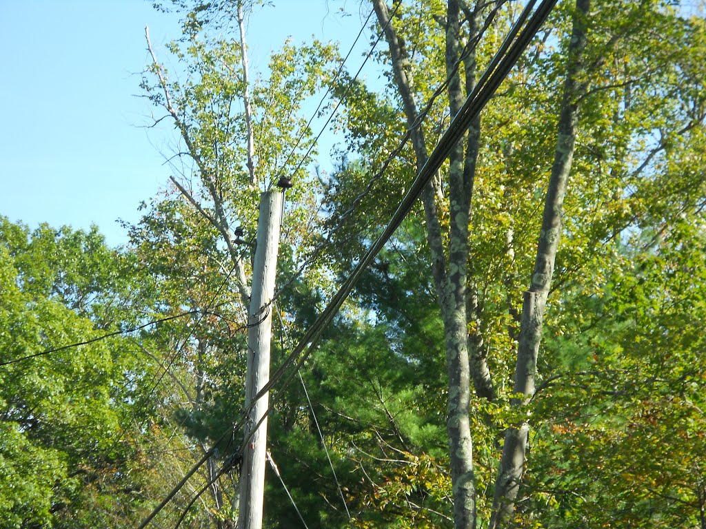 CL&P 4.8kV