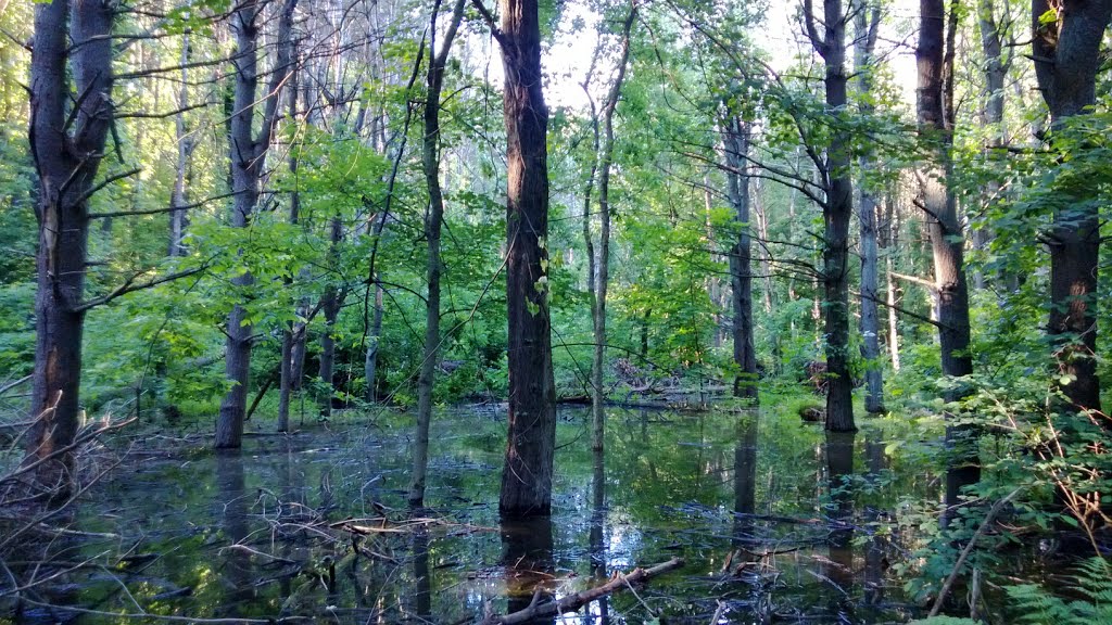 Lamentation Mountain Conservation Area