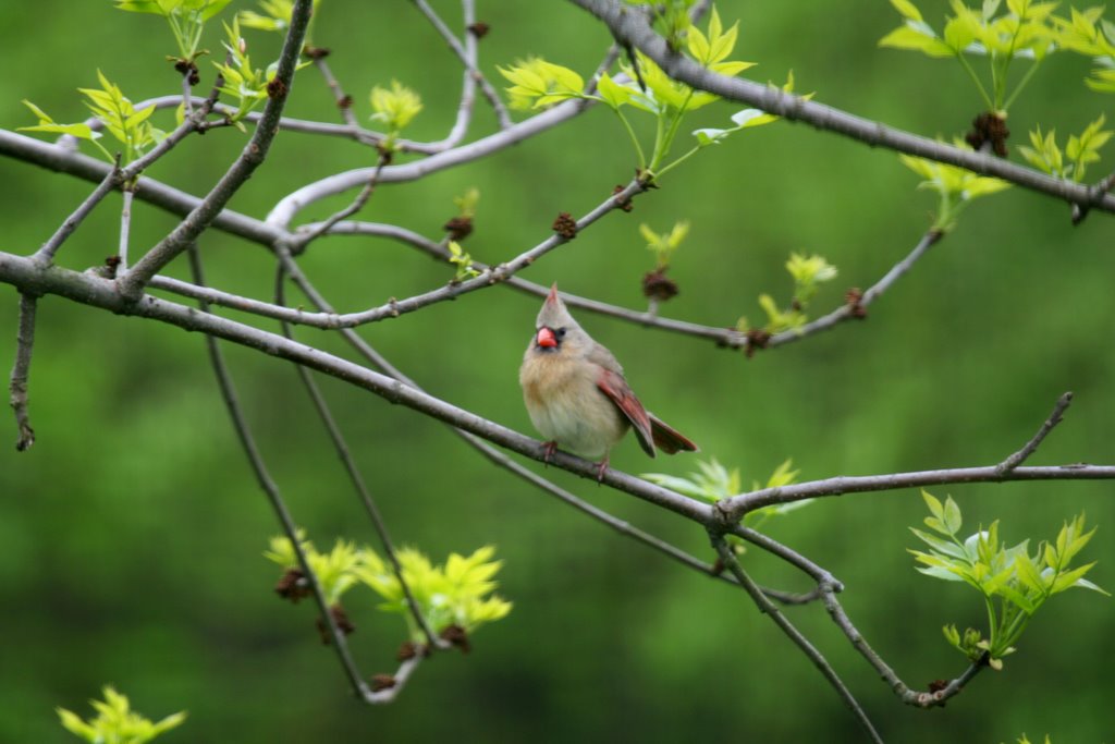 Northern Cardinal - Female
