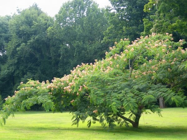 Silk Tree