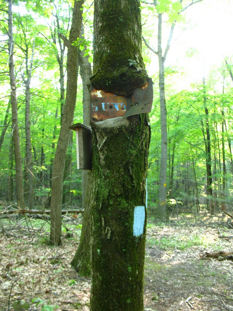 Sign-eating tree N of Mt. Higby near Tynan Park - May 14 2010