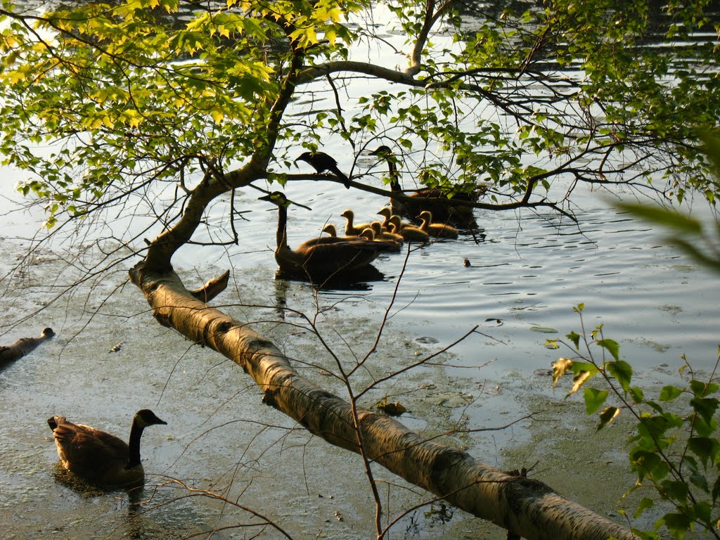 Goslings on Highland Pond - May 14 2010