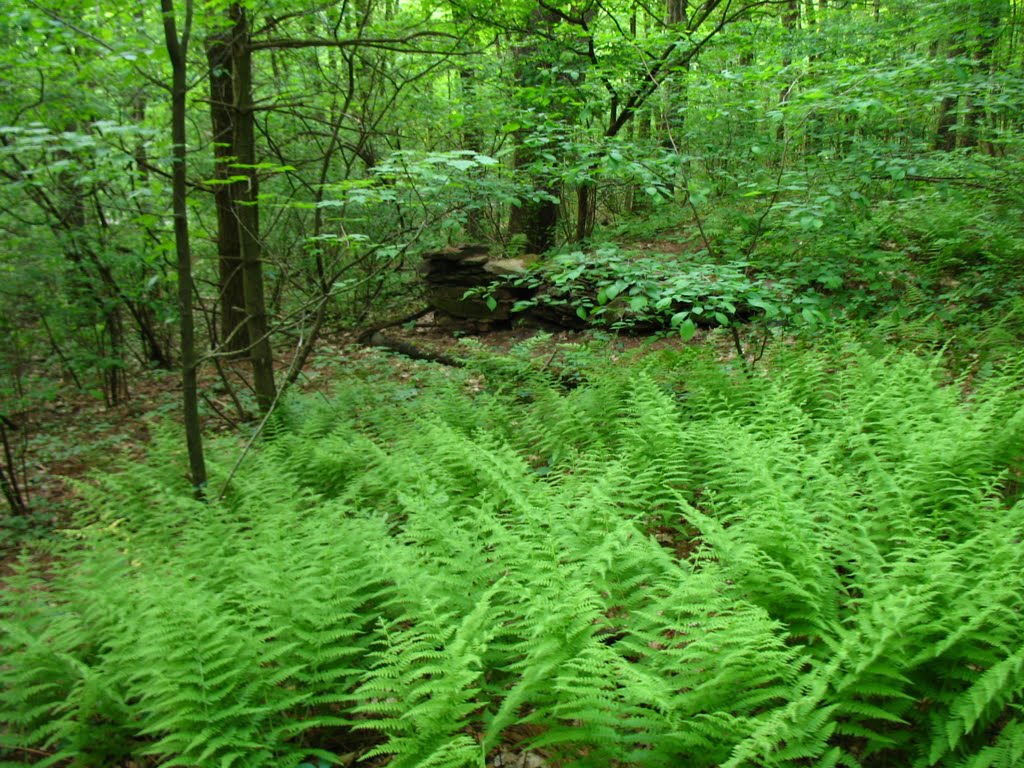 Fern forest on the Mattabesett Trail E of Lamentation Mtn. - May 23 2010
