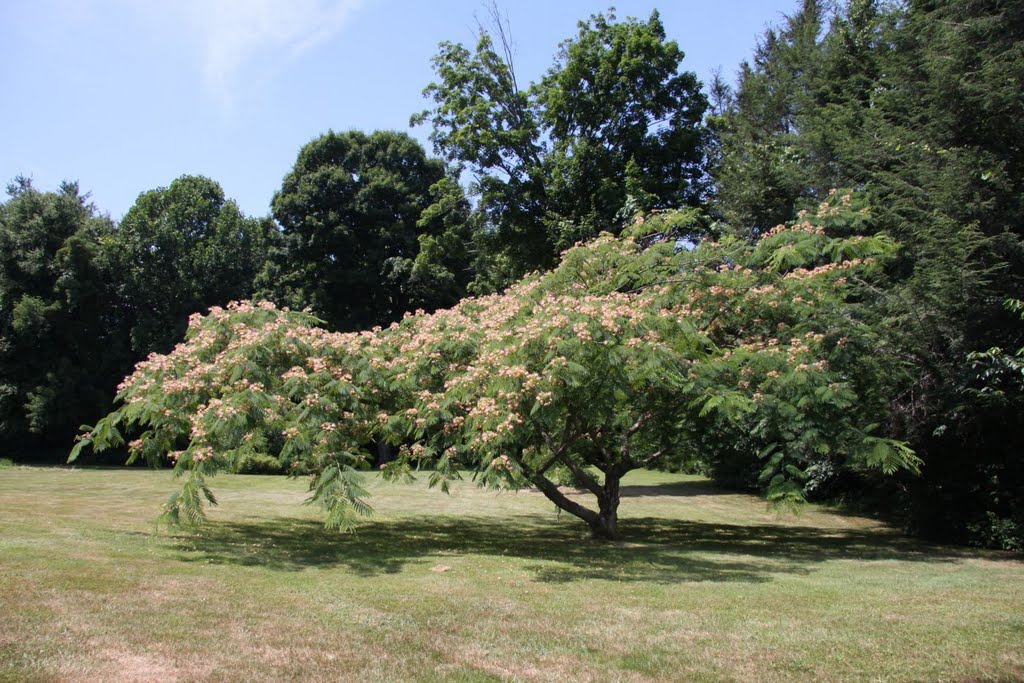 Silk Tree