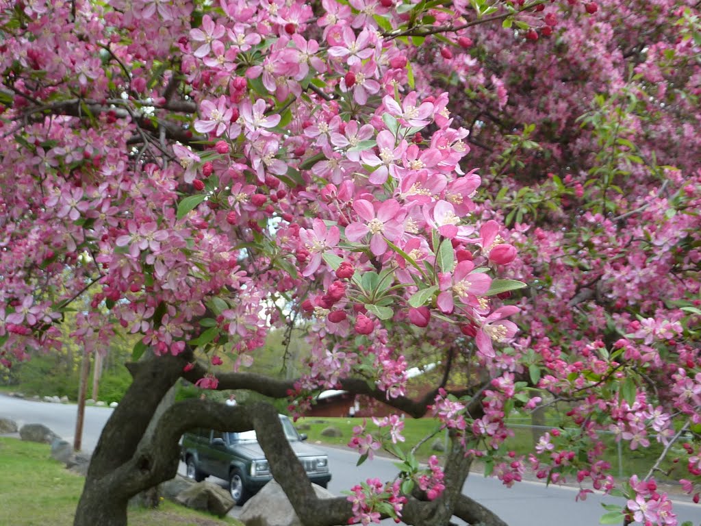 Spring
