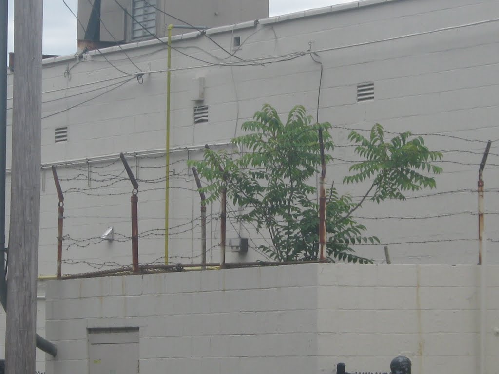 ailanthus on roof