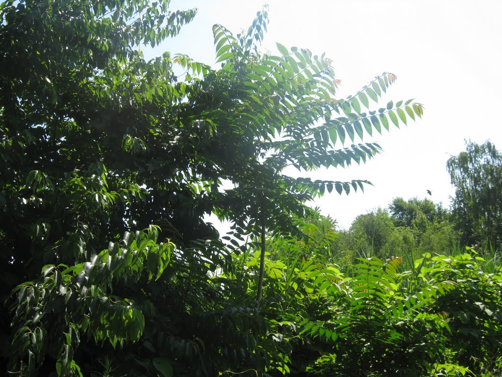 ailanthus by marsh