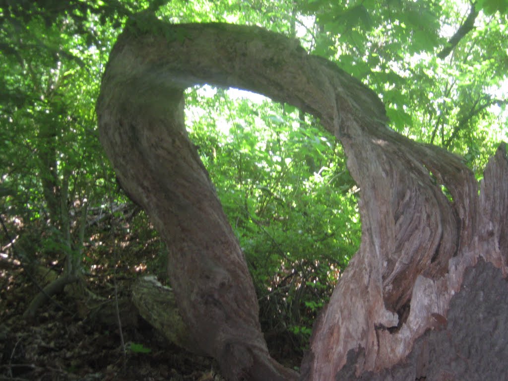 the grand O tree
