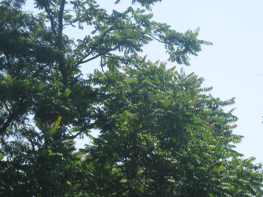 ailanthus at ash creek