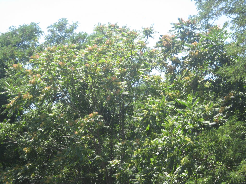 ailanthus blooming