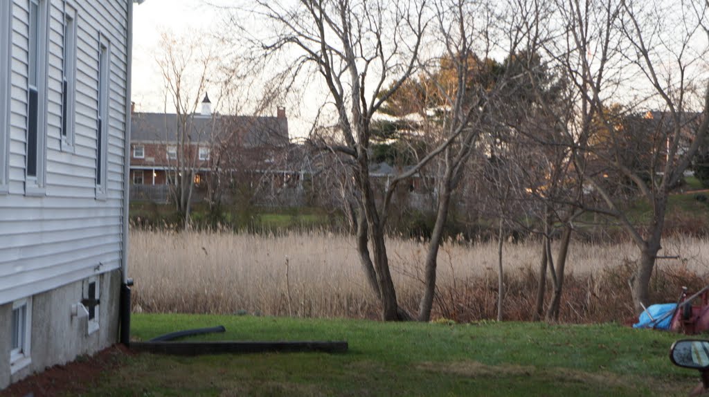 Backyard Marsh
