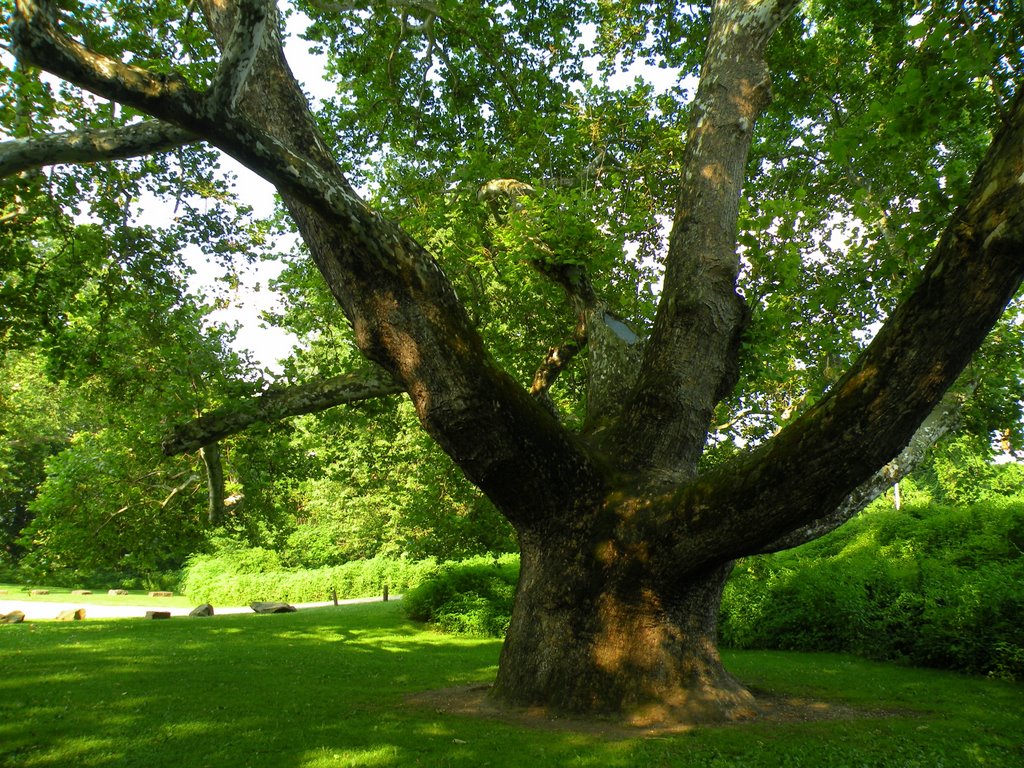 Largest Tree in CT