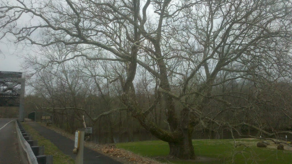 Pinchot Sycamore, Farmington River and Bridge from East, Simsbury, CT April 24 2011