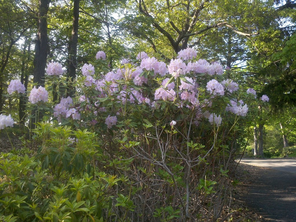 Rhododendrons in Bloom on Heublein Tower Grounds, Talcott Mountain State Park, Simsbury, CT May 27 2011
