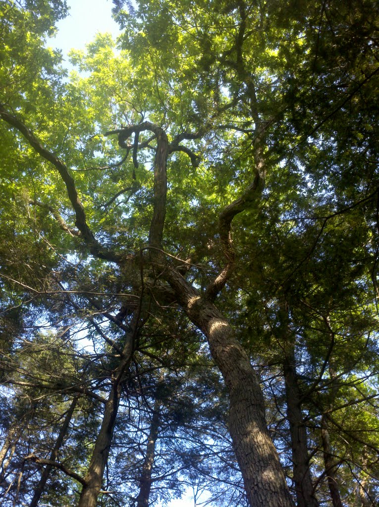 Forest Canopy from Metacomet Trail Atop Ridges North of Heublein Tower, Talcott Mountain State Park, Simsbury, CT May 27 2011