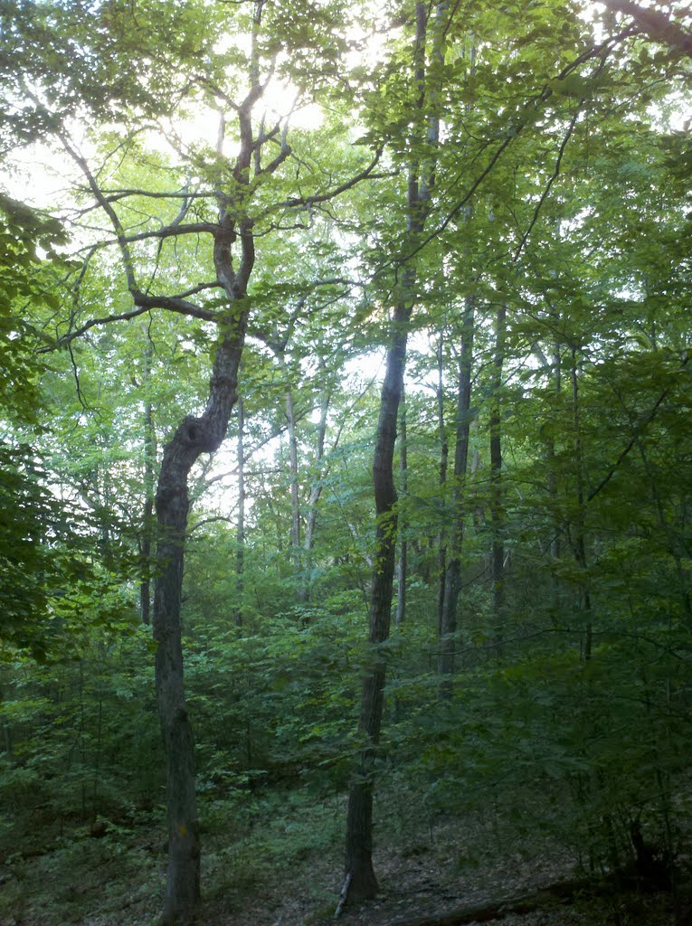 Heublein Tower Trail and Cliff Walk, Talcott Mountain State Park, Simsbury, CT June 2 2011