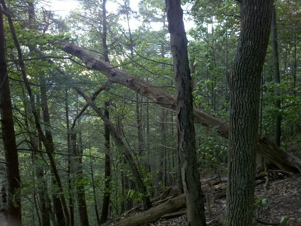 Heublein Tower Trail and Cliff Walk, Talcott Mountain State Park, Simsbury, CT June 2 2011
