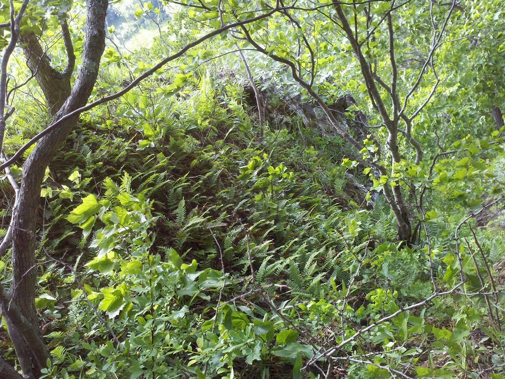 Cliff-Top Plant Community, Talcott Mountain State Park, Simsbury, CT June 2 2011
