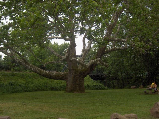 giant sycamore