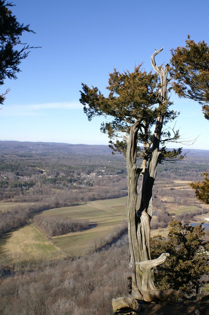 Tree on Talcott Mountain