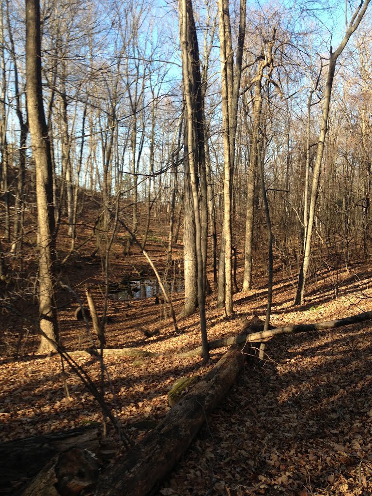 Small Highland Pond Aside Tower Path, Talcott Mountain, 11222012