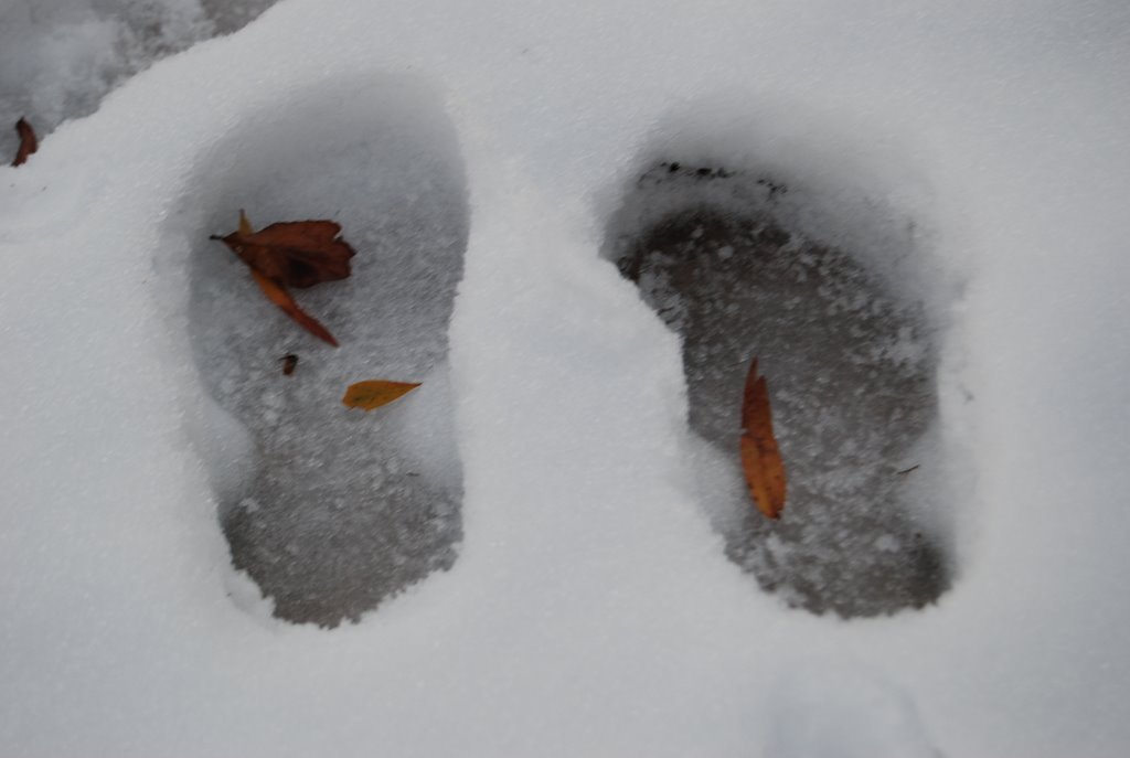 Snow in Zachary, LA.
