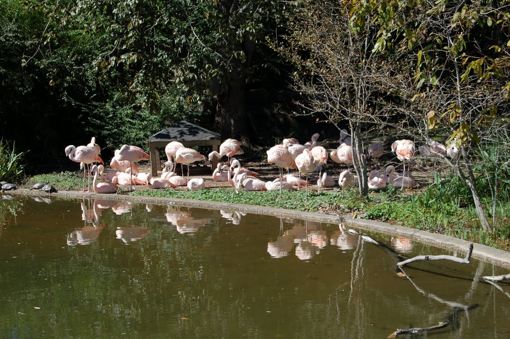 Flamingos at Baton Rouge Zoo