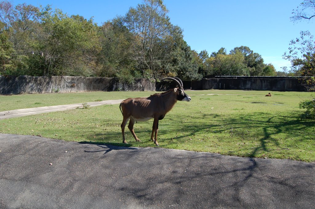 Baton Rouge Zoo