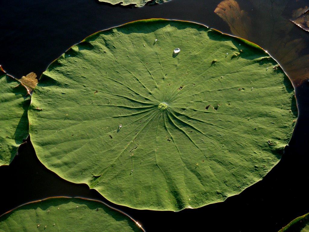 Lily at Cypress